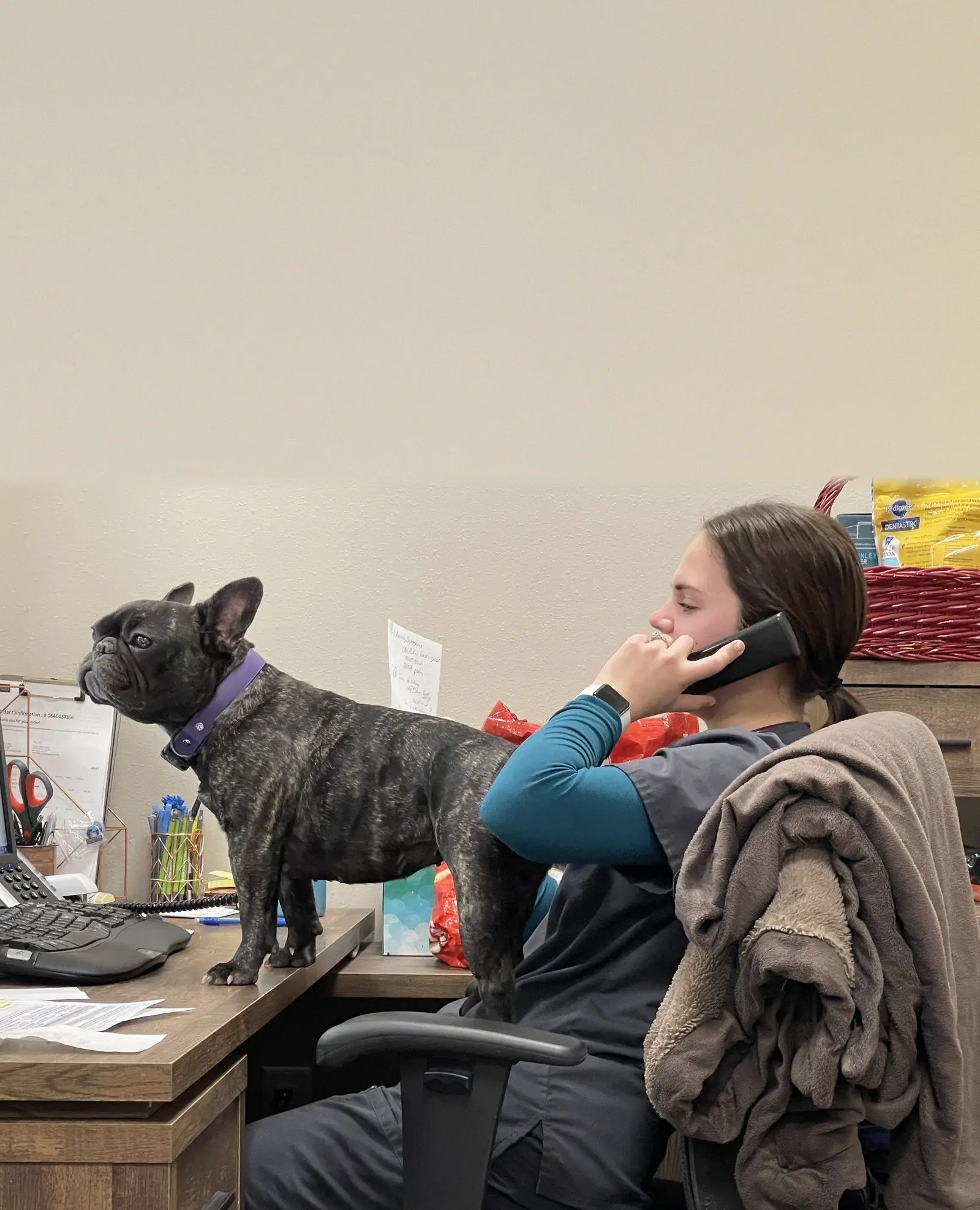 A Lewis & Clark team member on the phone at the front desk while a French Bulldog stands watch on the counter