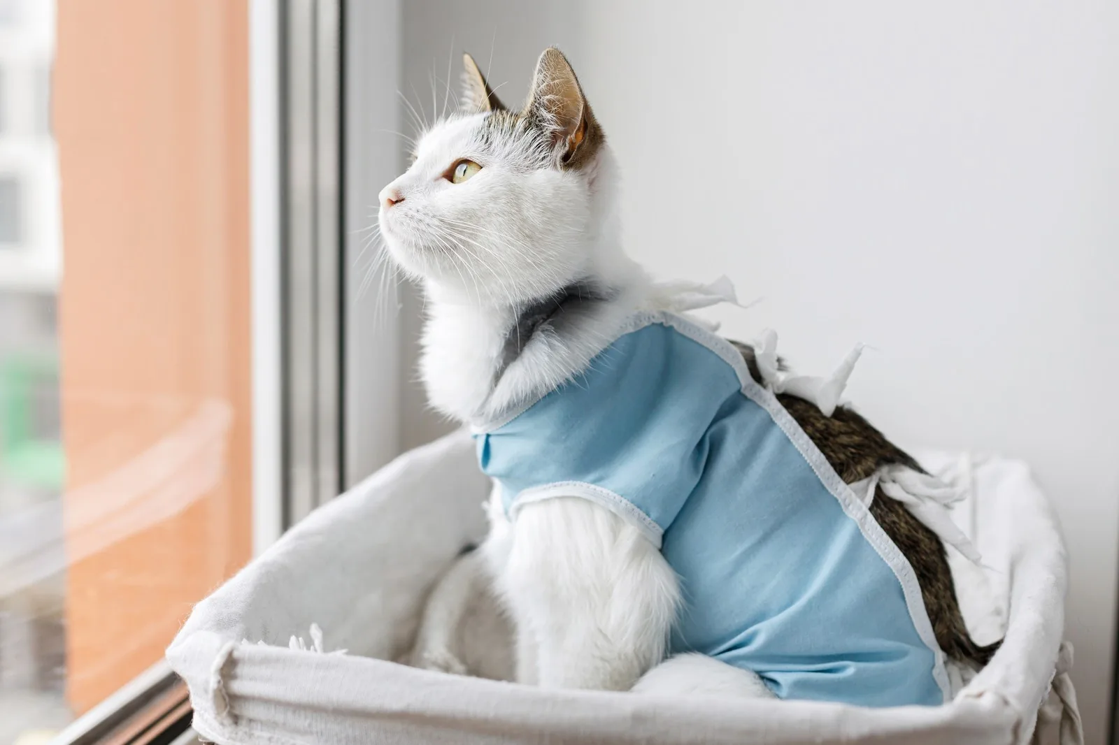 Cat resting comfortably in a recovery suit at home