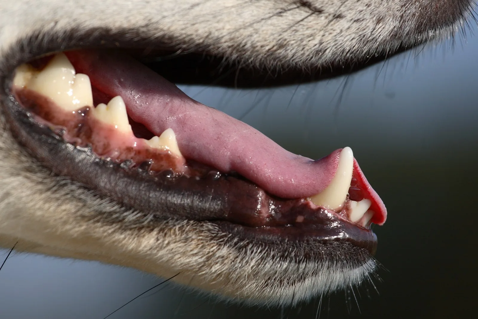 Close-up of a dog's healthy teeth and gums