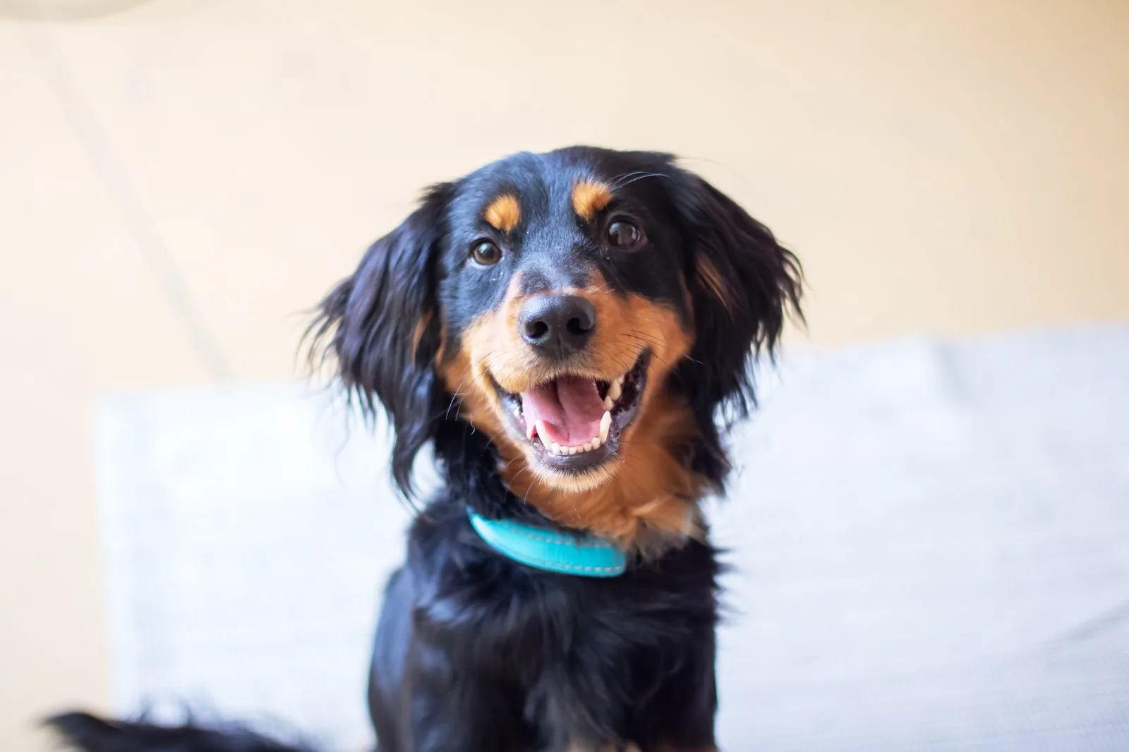 Happy dog smiling showing healthy teeth