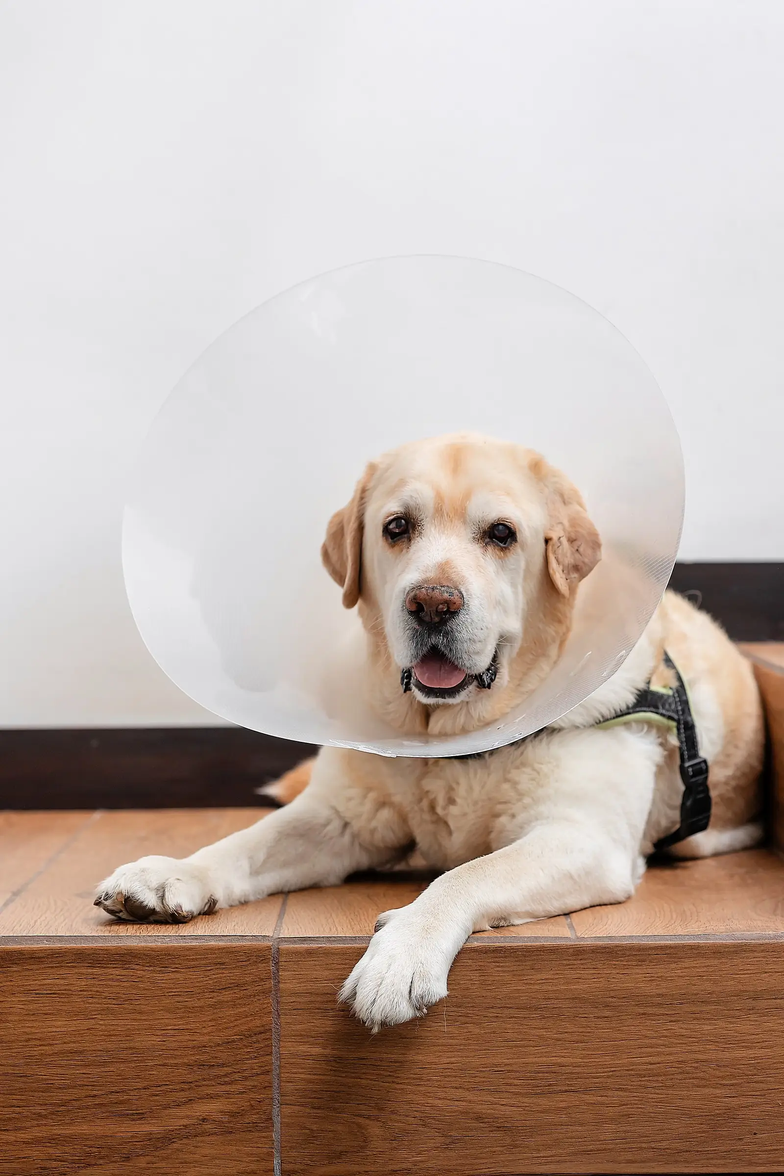 A Labrador wearing a recovery cone after surgery