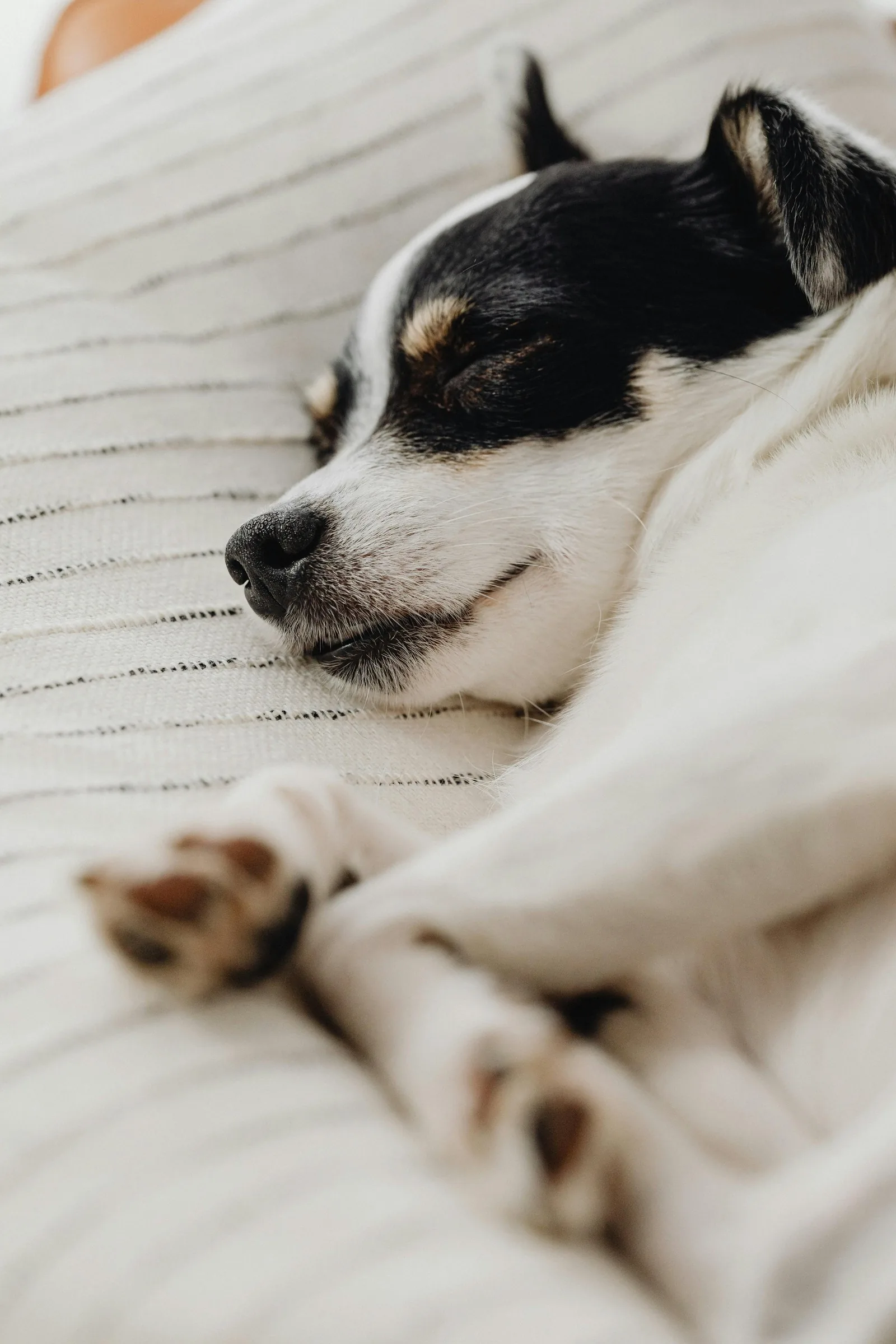 A puppy peacefully sleeping under careful care