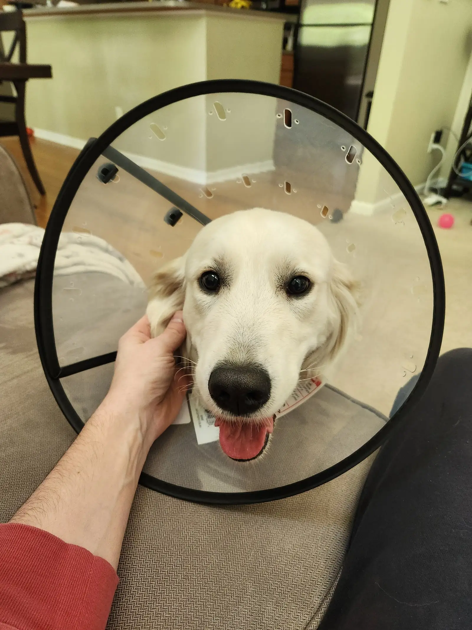 Modern surgical suite with attentive veterinary team