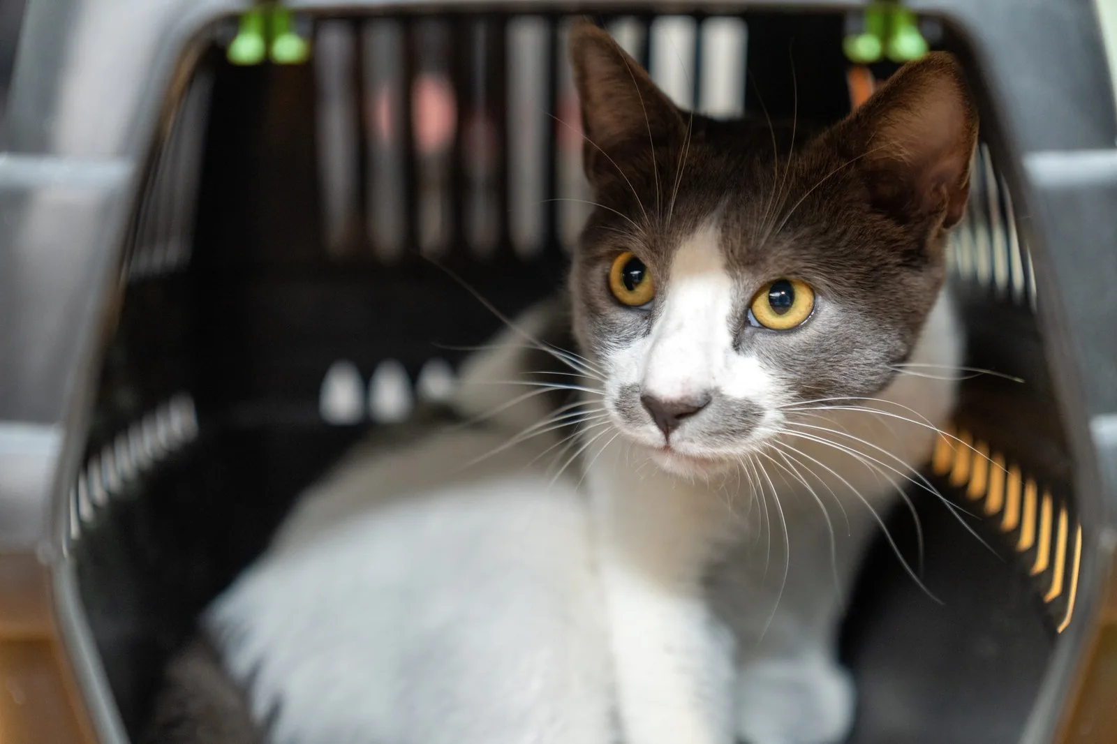 Veterinary team providing urgent care to a pet