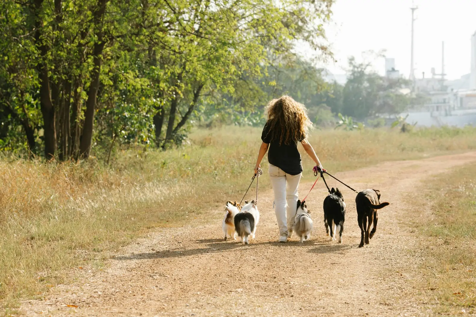 A pet enjoying wellness and preventive care