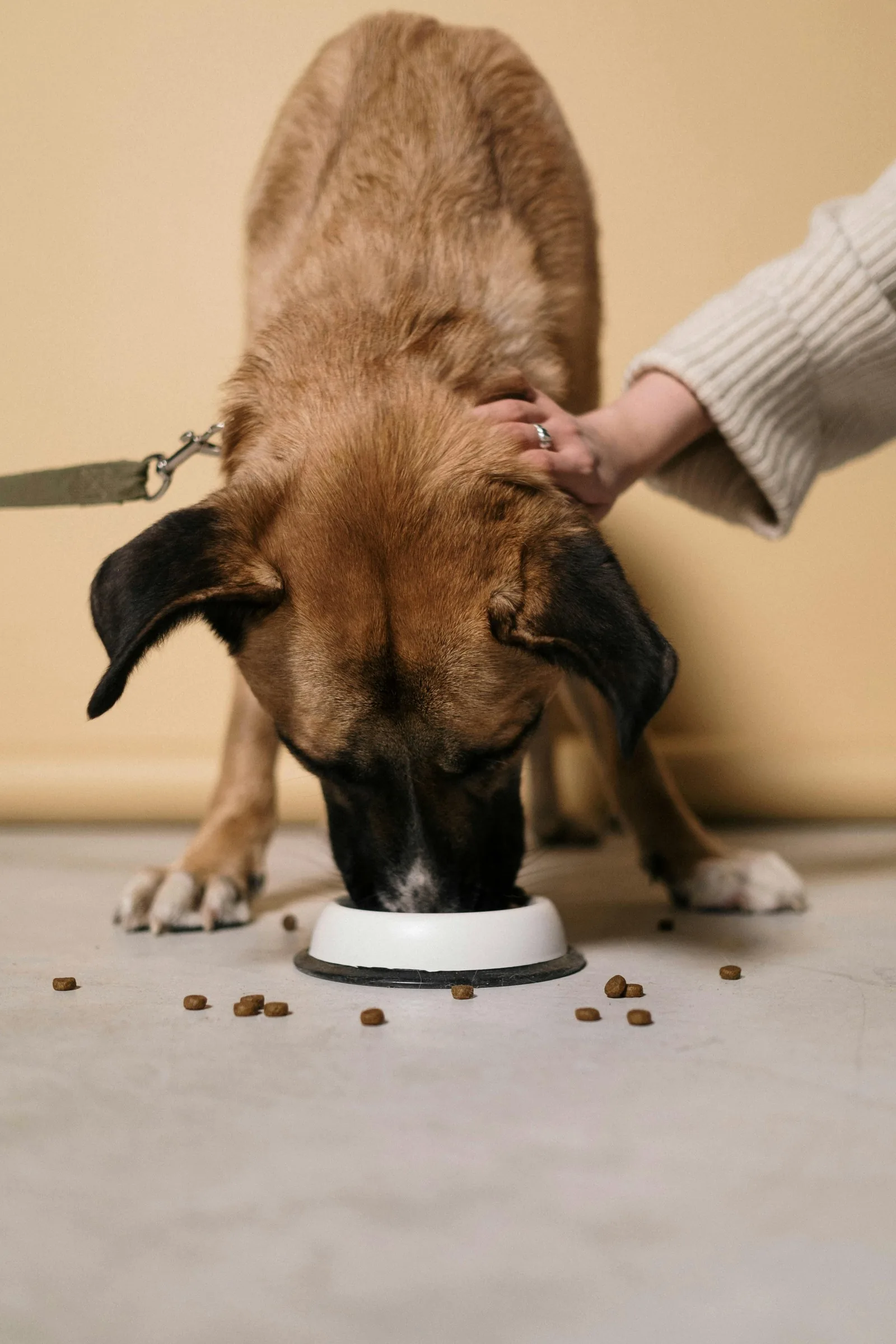 Brown dog eating kibble from a bowl at home with an owner's hand resting gently on its back