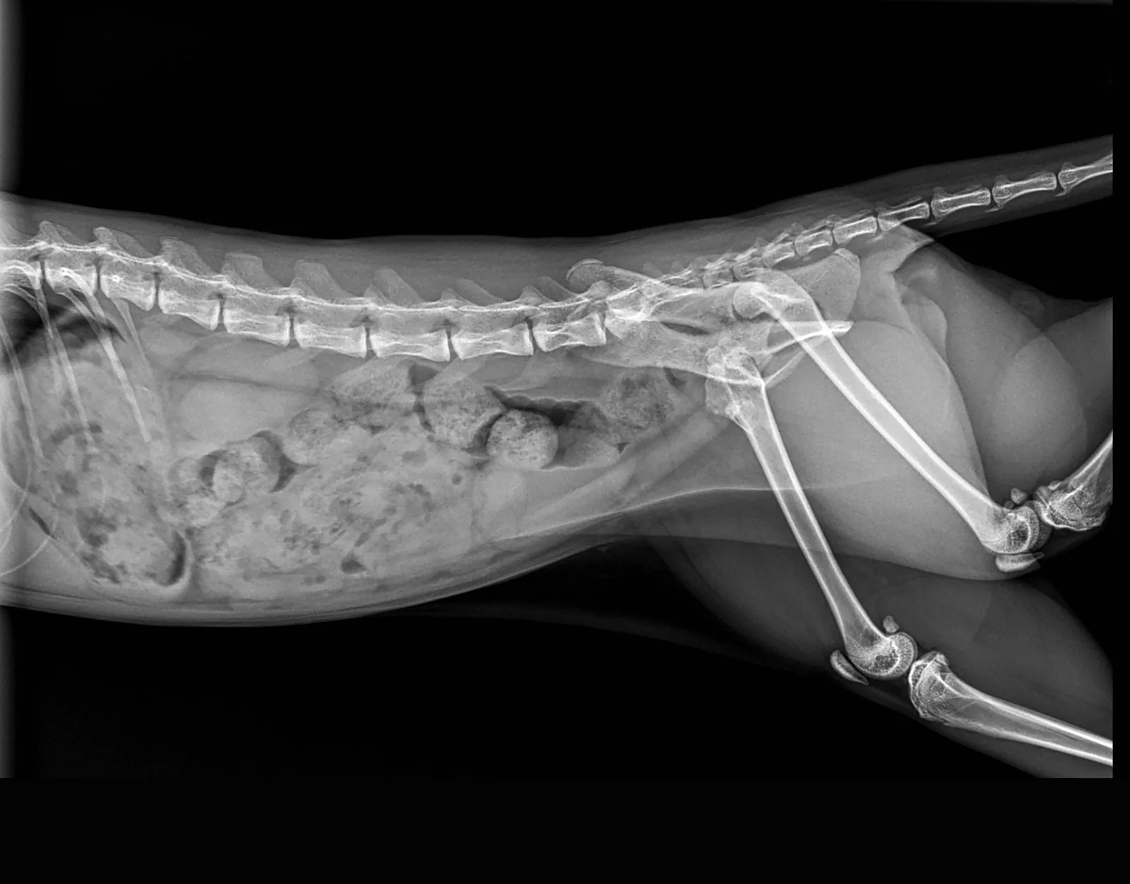 Digital X-ray radiograph showing spine, abdomen, and rear leg anatomy